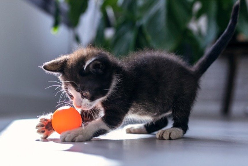 1 aylık kedi besleme