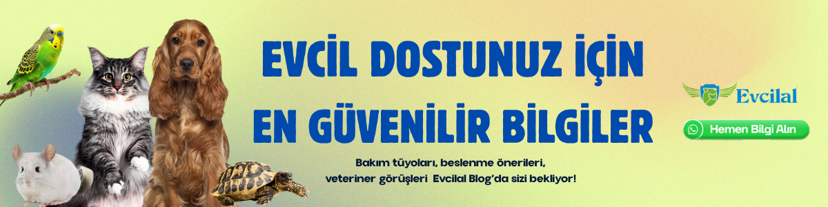 evcilal petshop whatsapp
