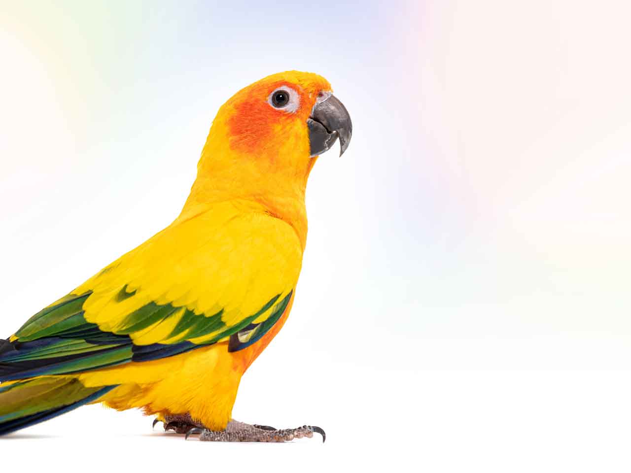 konur papağanı