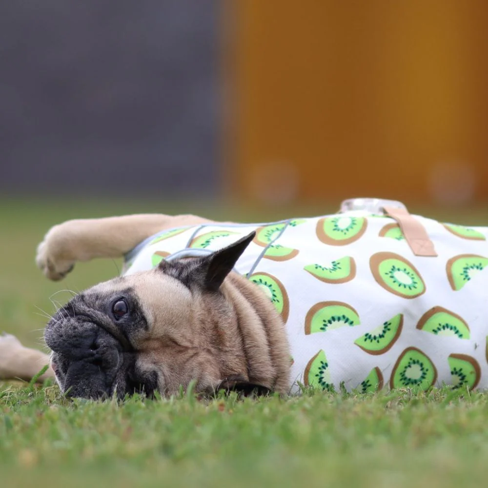köpeklerde kulak temizleme