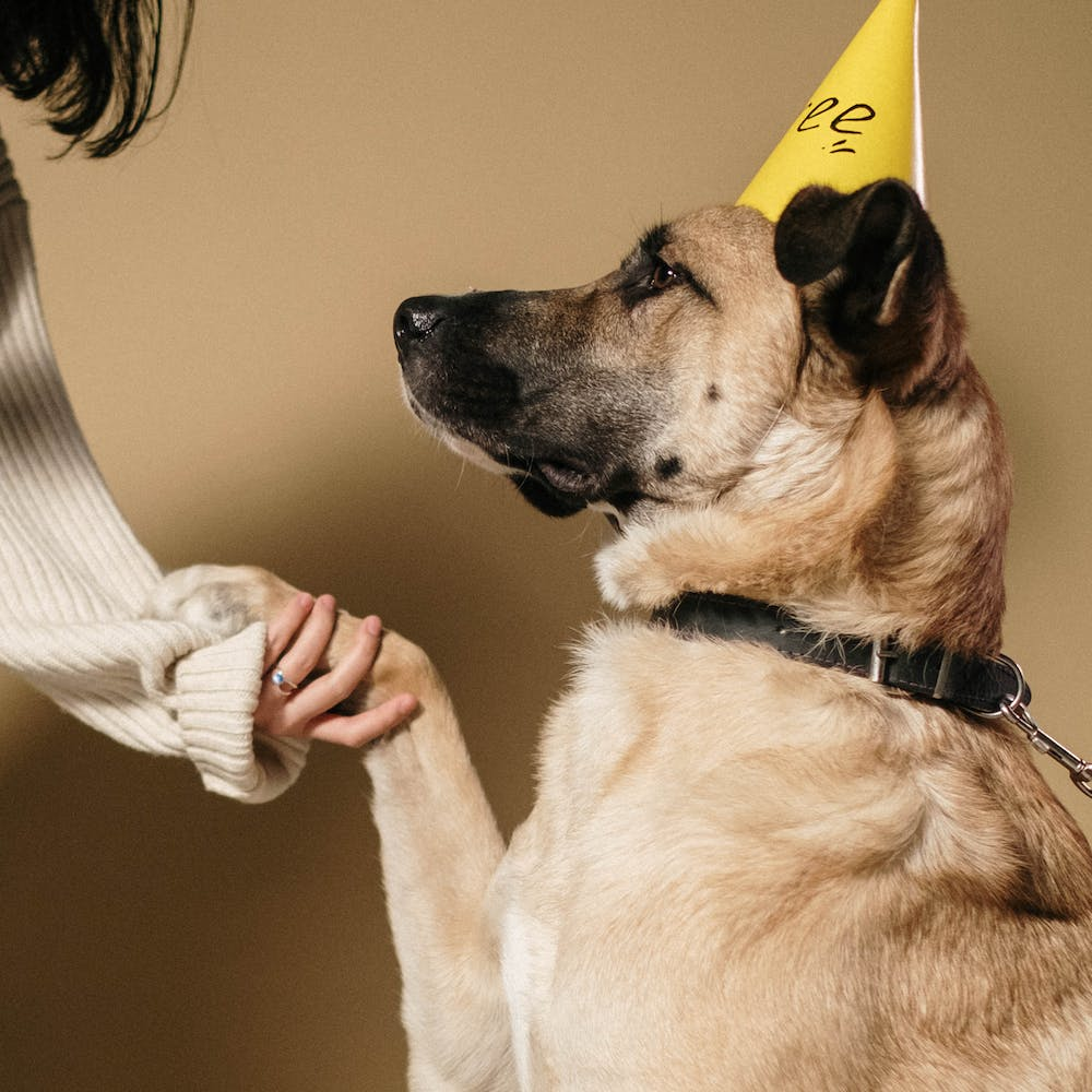 köpek tuvalet eğitimi
