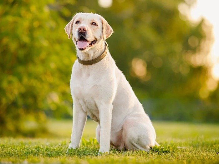 labrador retriever köpek cinsi
