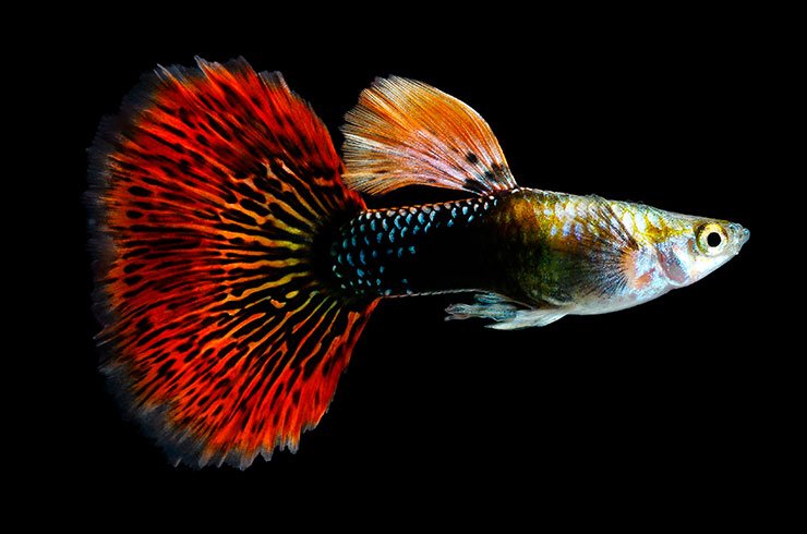 lepistes guppy