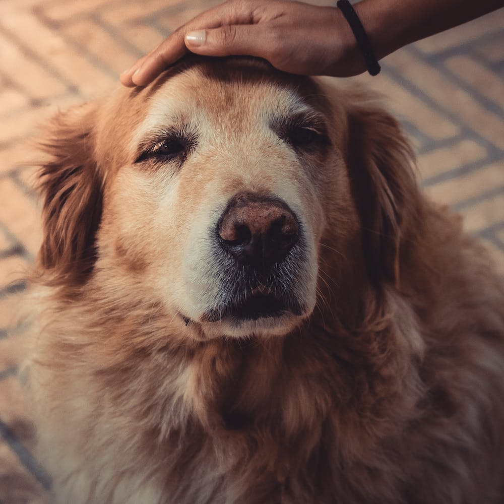 köpek eğitimi yaşlı